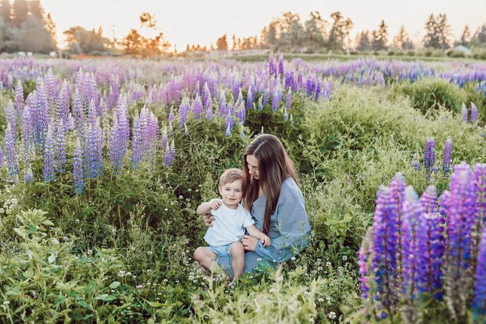 lavender field